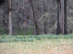 Daffodils blooming in Cades Cove, Smoky Mountains!