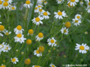 chamomile