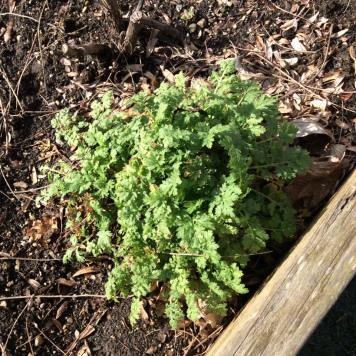 12814489_1049518915091517_4705305574395098697_n